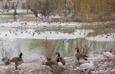 Зоопарк птицы озеро водоем пруд зима