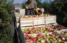 молдавские яблоки 715x480