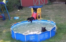 медведи в бассейне