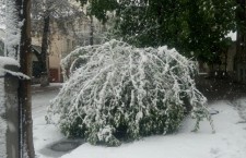 деревья, снег