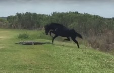 лошадь напала на аллигатора