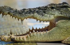 Крокодил Федя, на которого упал бухгалтер, летит в Москву на съемки